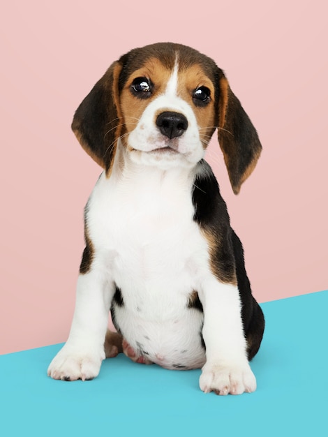 Foto gratuito adorable beagle cachorro solo retrato