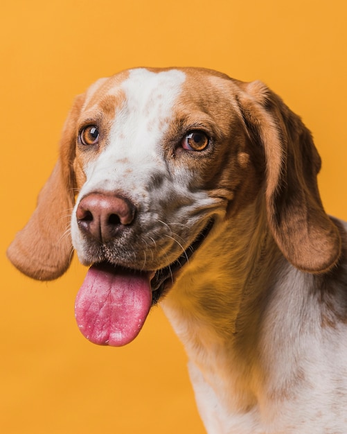 Foto gratuito adorable perro sacando la lengua