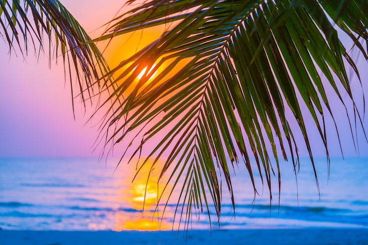Foto gratuito bella naturaleza al aire libre con hoja de coco con hora de amanecer o puesta de sol