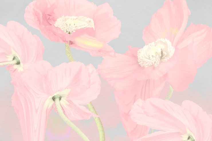 Foto gratuito fondo floral, arte psicodélico amapola rosa