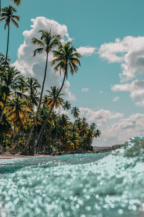 Foto gratuito fotografía vertical de palmeras en una playa de arena