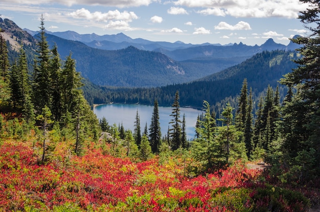 Foto gratuito hermosas tomas de flores rojas cerca de árboles verdes con montañas boscosas en la distancia