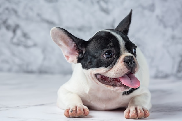 Foto gratuito razas de perros bulldog francés lunares blancos negros sobre mármol.