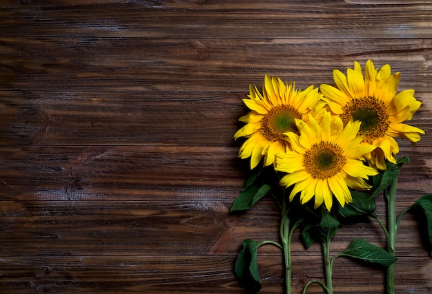 Foto fondo de otoño con girasoles.