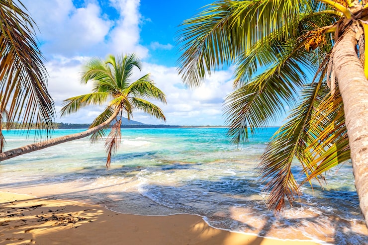 Foto palmeras en la playa tropical salvaje en república dominicana.