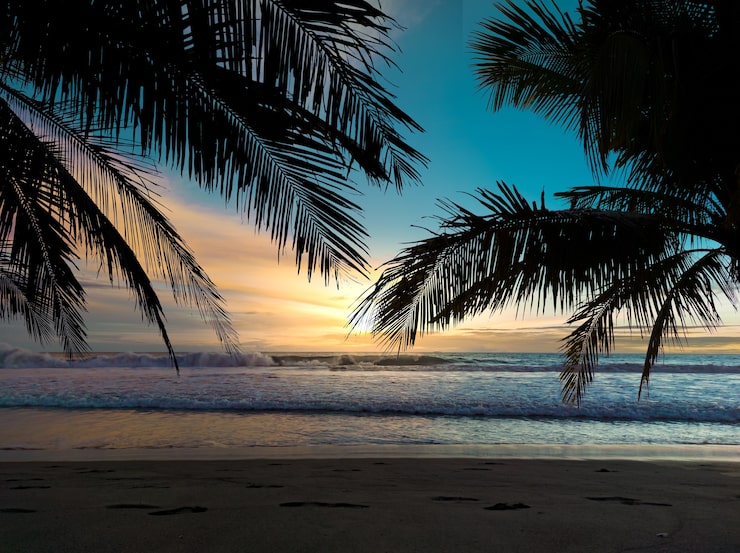 Foto vista del atardecer al mar con silueta de palmera