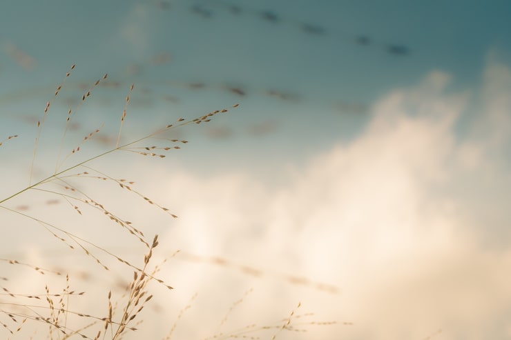 Free Photo closeup focused shot of a branch of wheat with a bright background