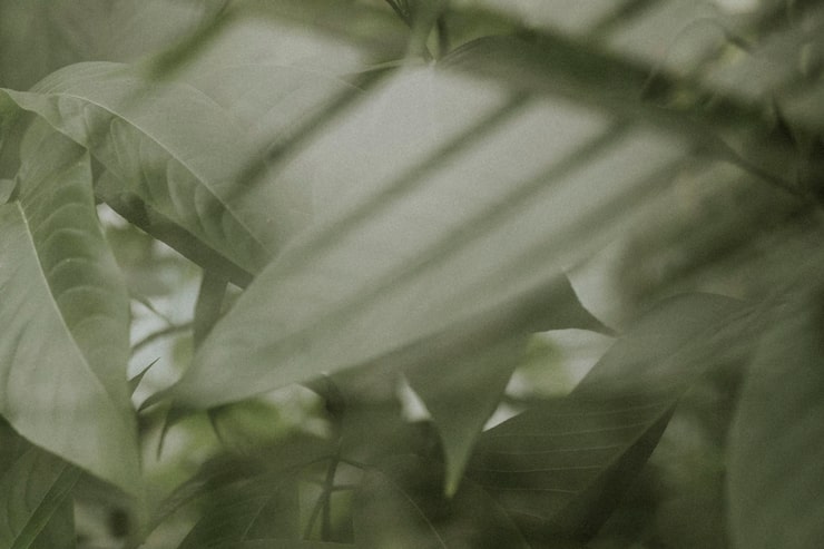 Free Photo dark leaf background wallpaper, aesthetic full hd image
