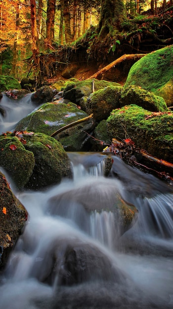 Free Photo raging river, nature