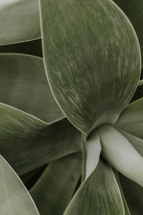Free Photo succulent plant background wallpaper, aesthetic nature dark image