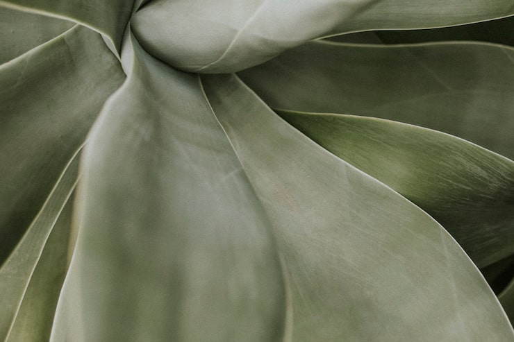 Free Photo succulent plant background wallpaper, aesthetic nature dark image