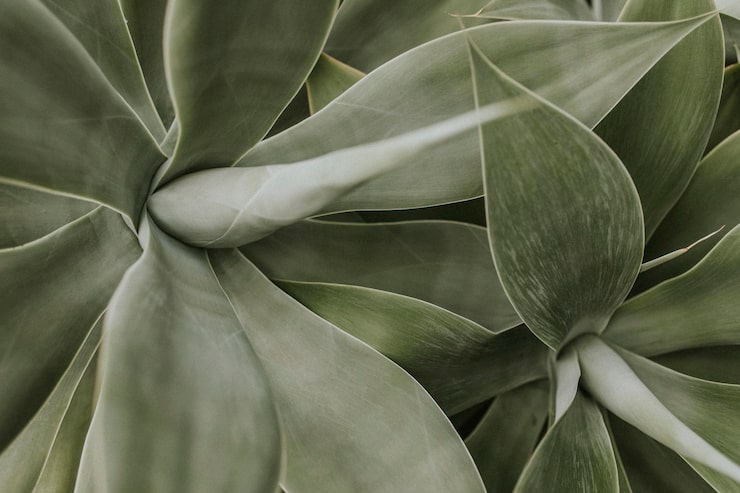 Free Photo succulent plant background wallpaper, aesthetic nature dark image