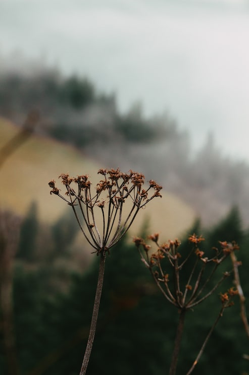 Free Photo vertical shot of dried cow parsley in a field with a blurry background
