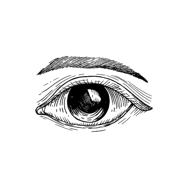 無料Vector 手描きの人間の目