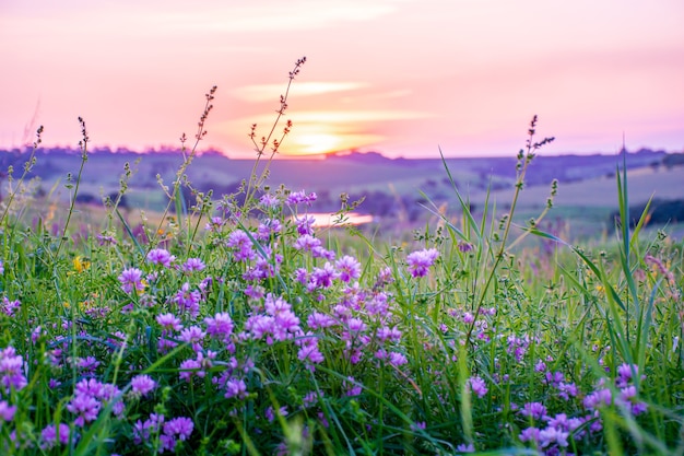 Photo beautiful wildflowers on a green meadow, summer evening with a bright meadow at sunset.