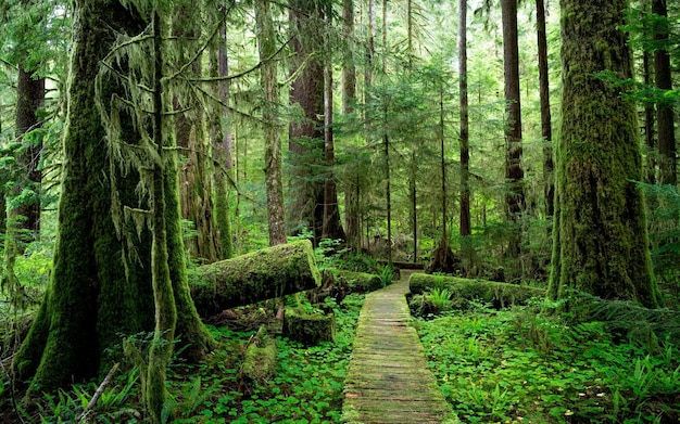 Photo an evergreen sitka spruce (picea sitchensis) tree in a forest in vancouver island, bc, canada