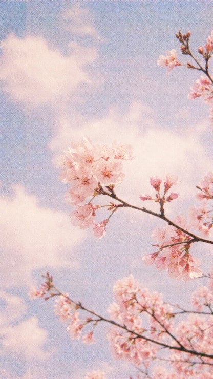 Photo serene cherry blossom sky mobile wallpaper
