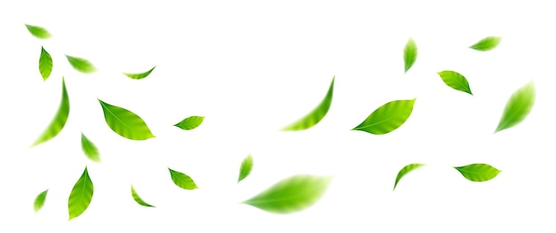 Vector ใบไม้ปลิวบนพื้นหลังสีขาวสำหรับองค์ประกอบการออกแบบ
