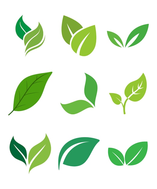 Vector green leaves on a white background with a green leaf on the top